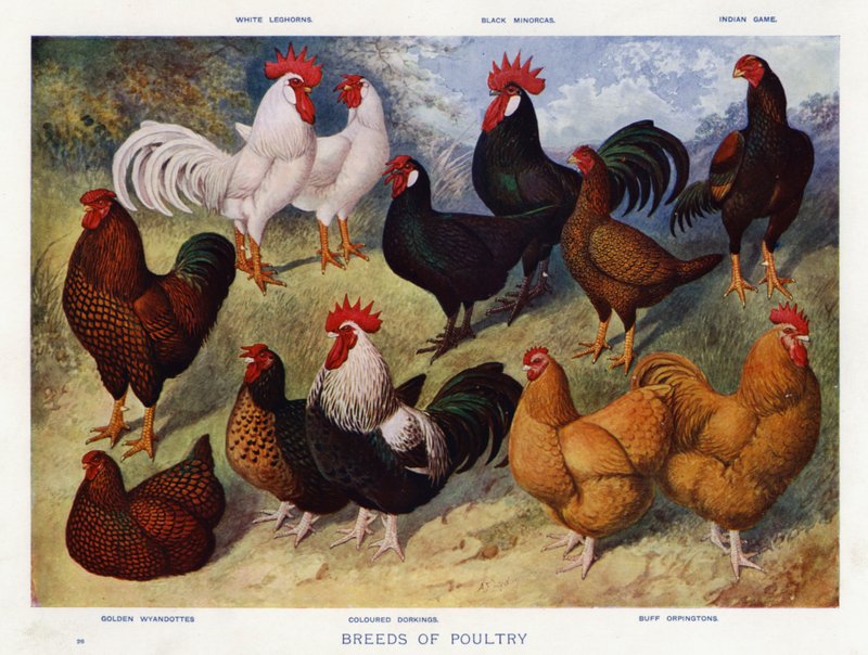Fjerkræracer (farve litho) af English School