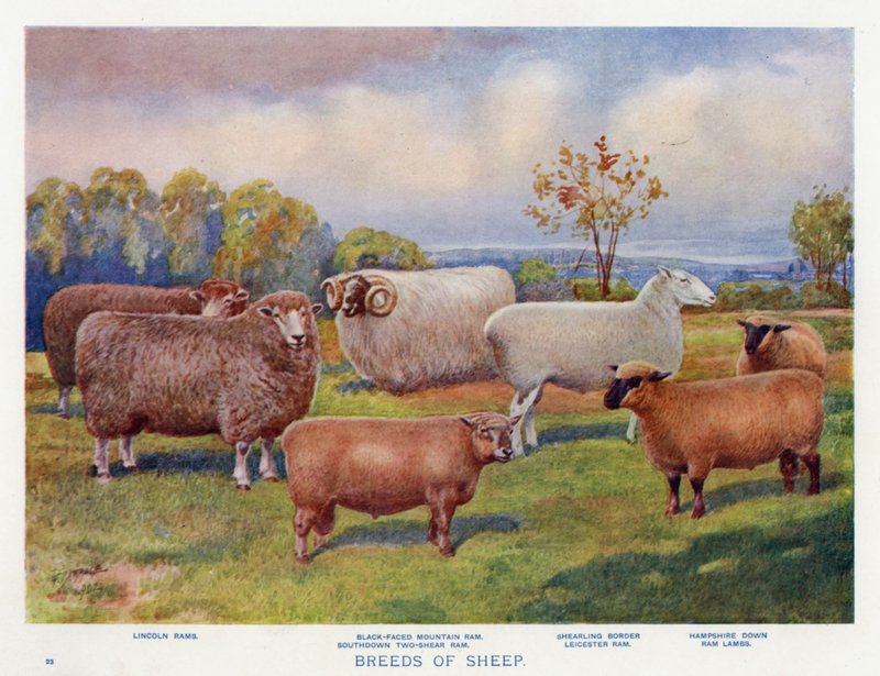 Fårracer (farve litho) af English School