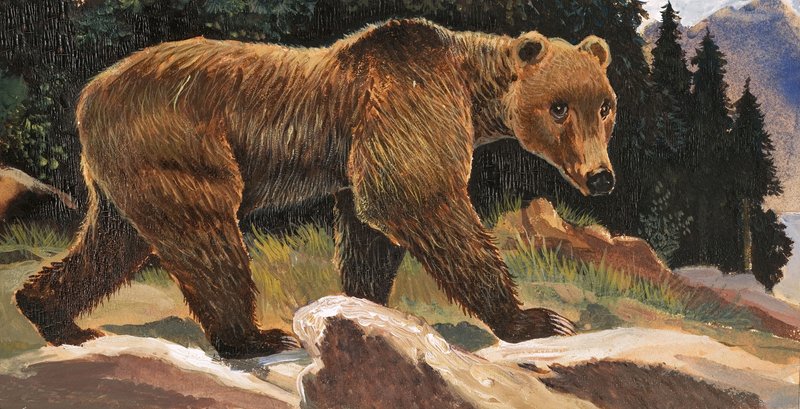 Brun bjørn (Kodiak Bear) af English School