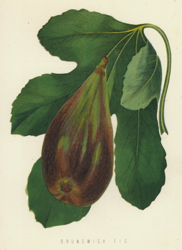 Brunswick Fig af English School