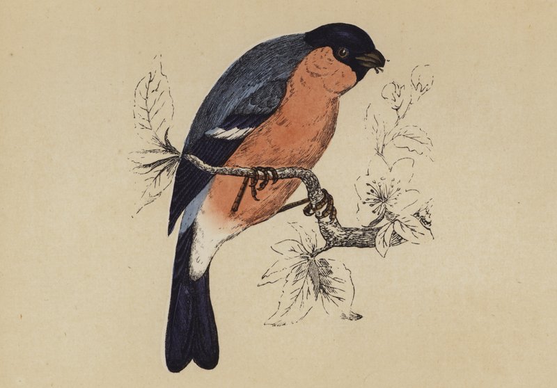 Bullfinch (farve litho) af English School