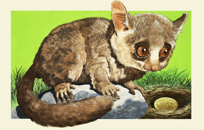 Bush Baby af English School