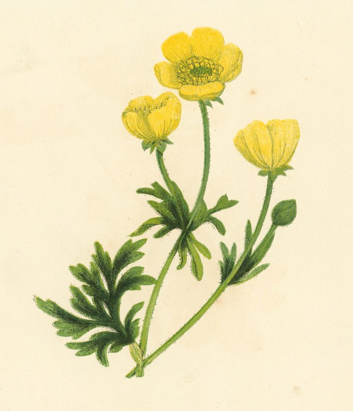 Smørblomst, Ranunculus Bulbosus (farve litho) af English School
