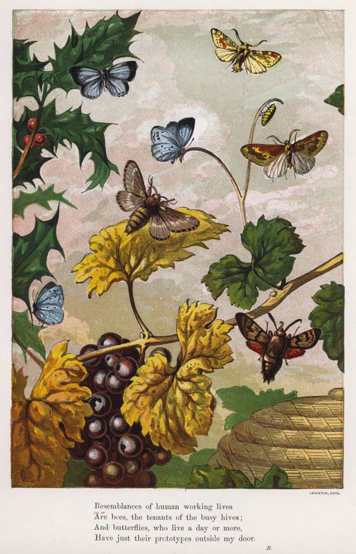 Sommerfugle, møl, vinstokke og kristtorn (farvet gravering) af English School