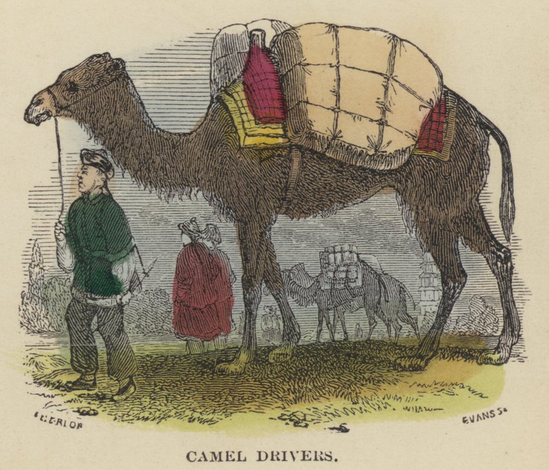 Camel Drivers (farvet gravering) af English School