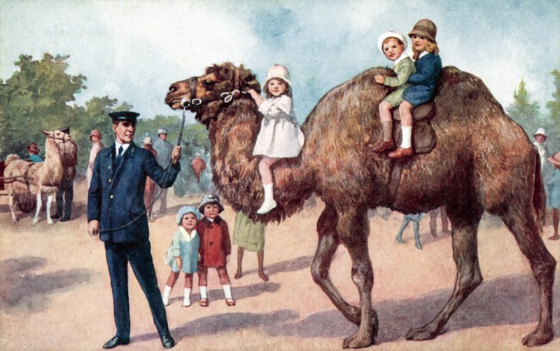 Kamel med børn, London Zoo (farve litho) af English School