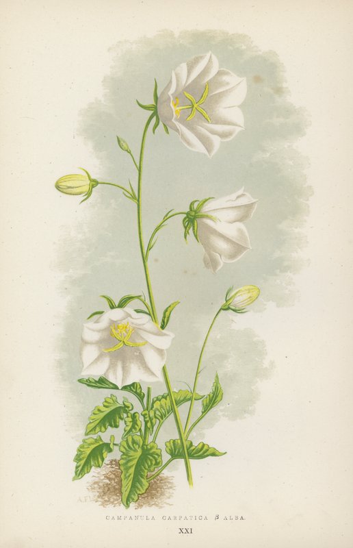 Campanula Carpatica B Hvid (farve litho) af English School