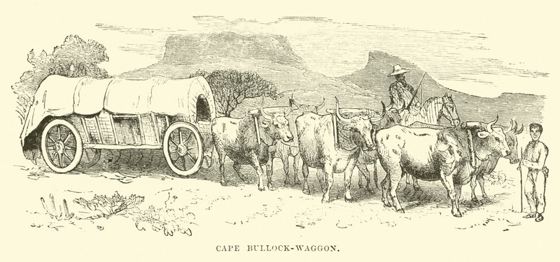 Cape Bullock-vogn af English School