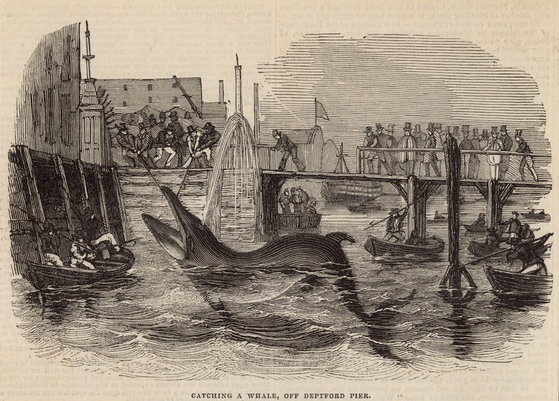 Fange en hval ud for Deptford Pier af English School