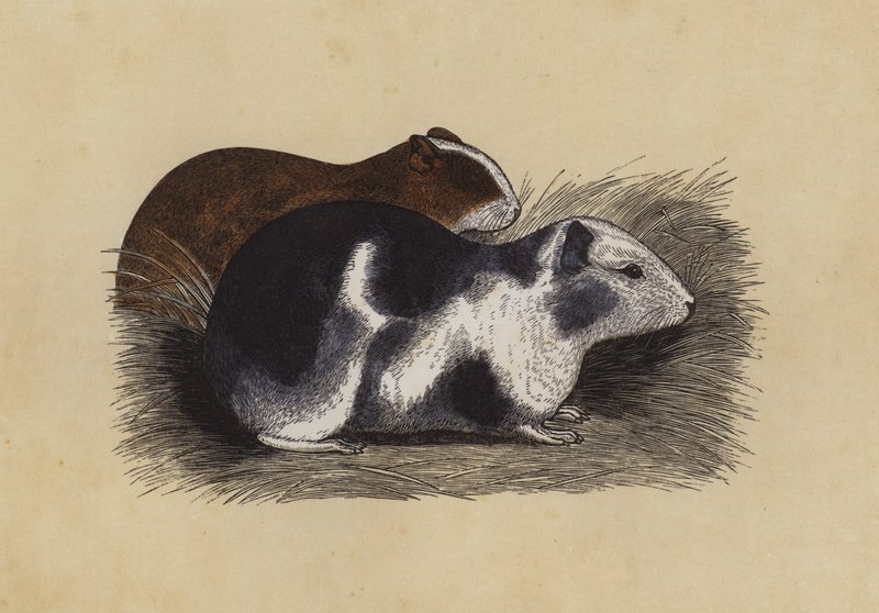 Cavy (farvelitografi) af English School