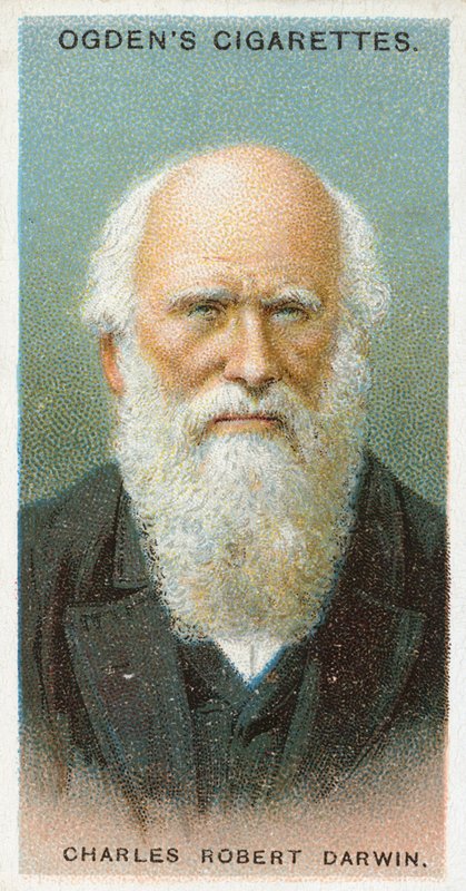 Charles Robert Darwin af English School