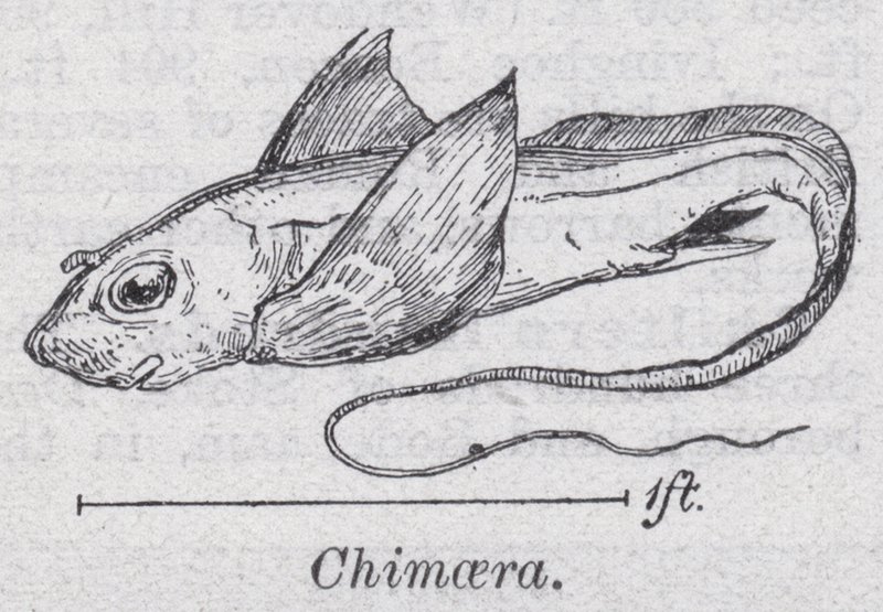 Chimaera (litho) af English School