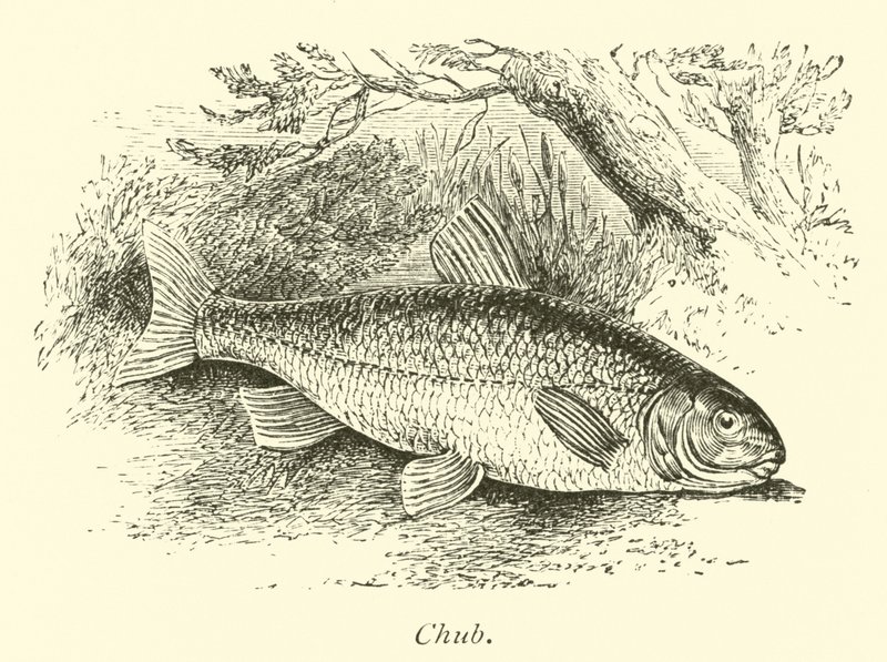 Chub af English School