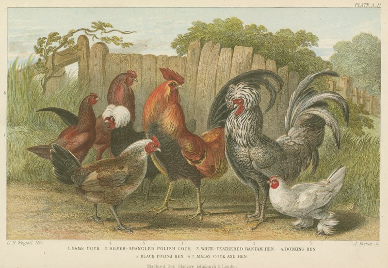 Haner og høns (farvet gravering) af English School
