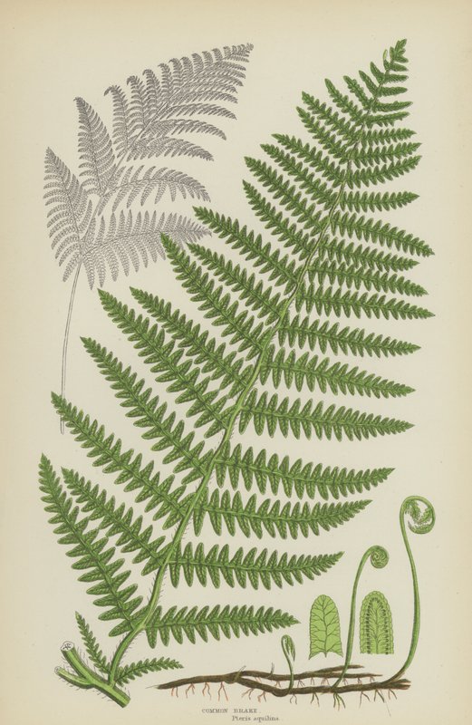 Fælles bremse (farve litho) af English School