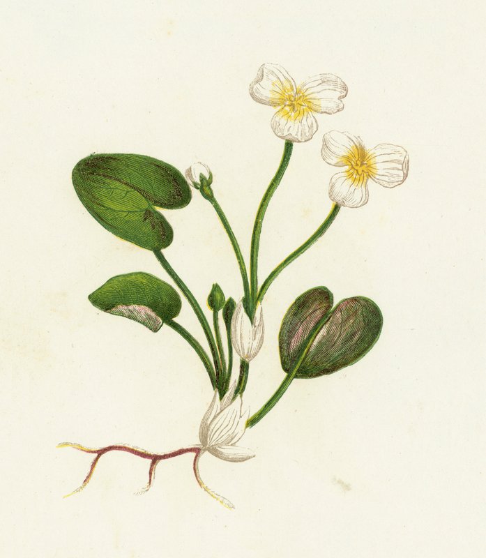 Almindelig Frø-Bid, Hydrocharis Morsus-Ranae af English School
