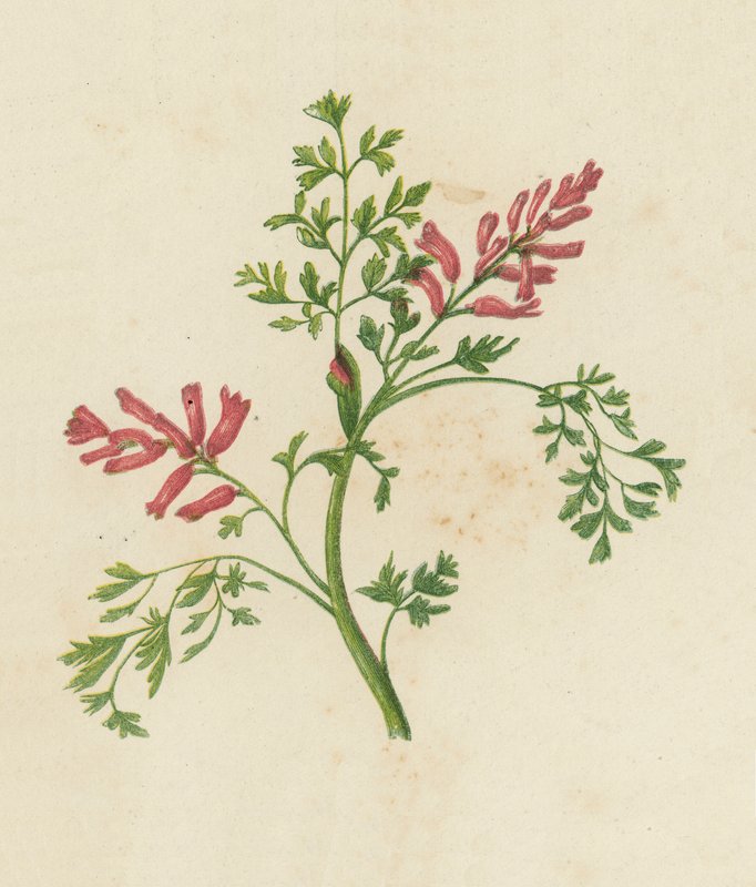 Almindelig gøgeurt, Fumaria Officinalis (farvelitografi) af English School