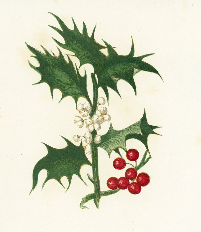 Almindelig kristtorn, Ilex Aquifolium af English School