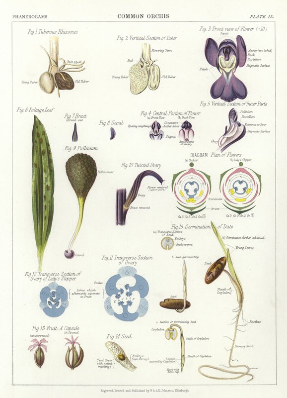 Almindelige Orchis af English School