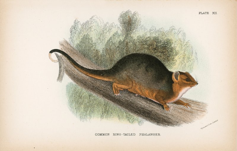 Almindelig Ring-tailed Phalanger af English School