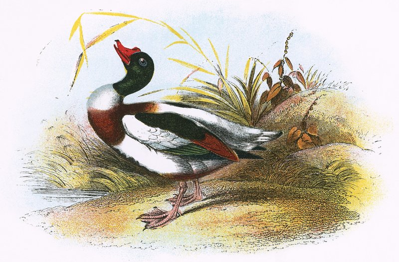 Almindelig Shelduck af English School