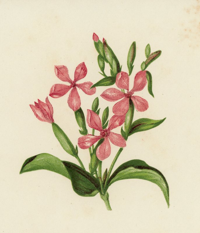 Almindelig sæbeurt, Saponaria Officinalis (farve litho) af English School