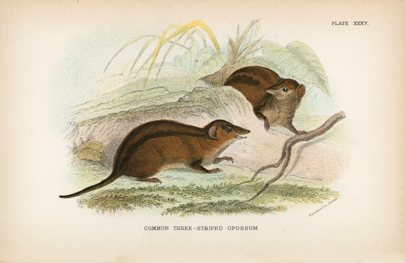 Almindelig trestribet opossum af English School