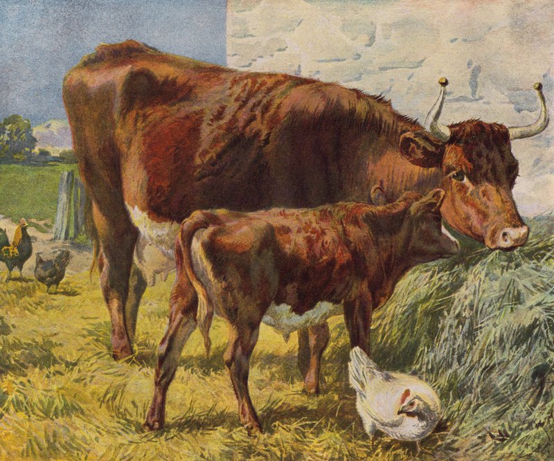 Ko, kalv og høns (farve litho) af English School