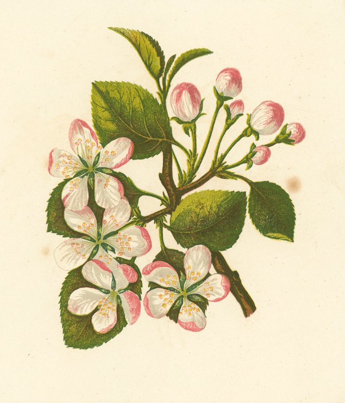 Krabbeæble, Pyrus Malus (farvelitografi) af English School