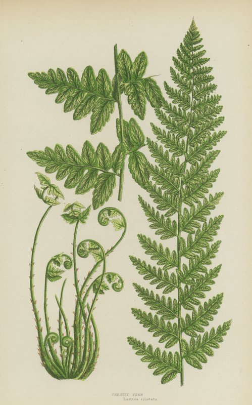 Crested Fern (farve litho) af English School