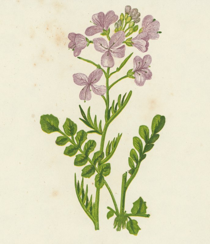 Gøgeurt, Cardamine Pratensis (farvelitografi) af English School