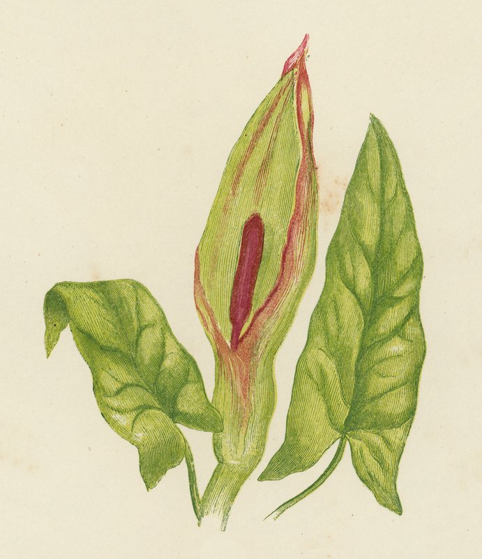 Gøgeurt, Arum Maculatum (farvelitografi) af English School