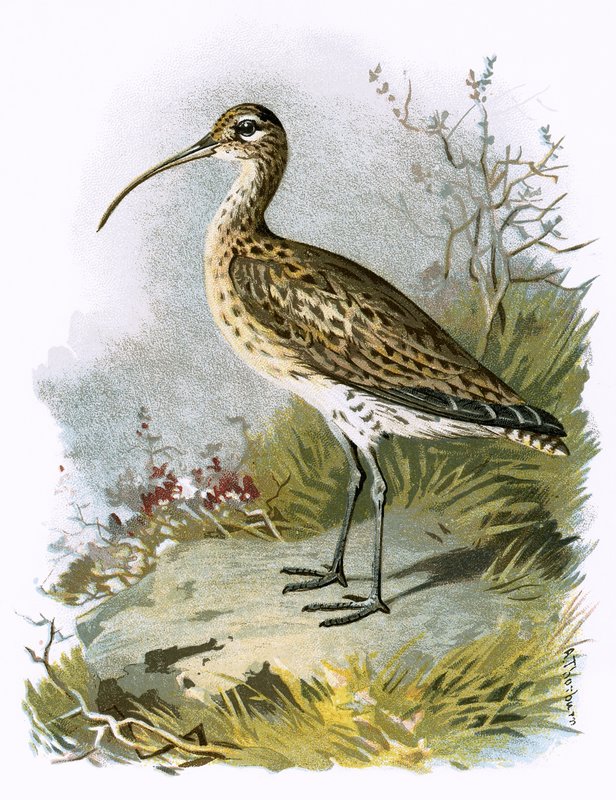 Curlew af English School