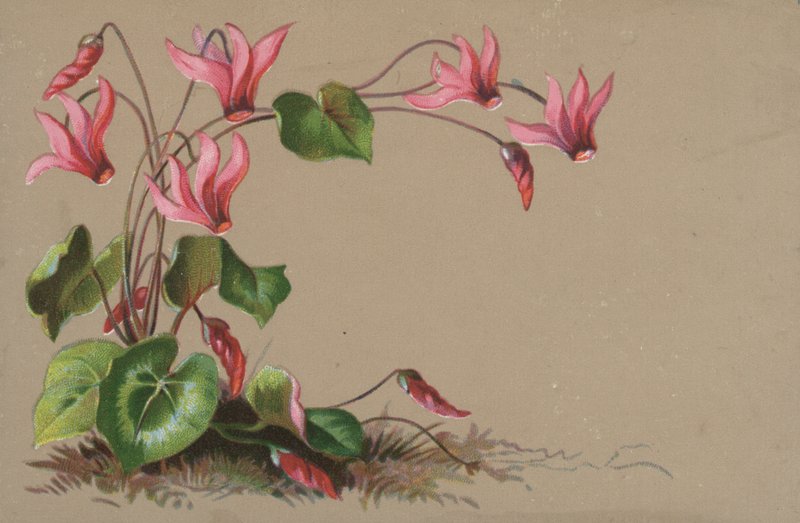 Cyclamen af English School