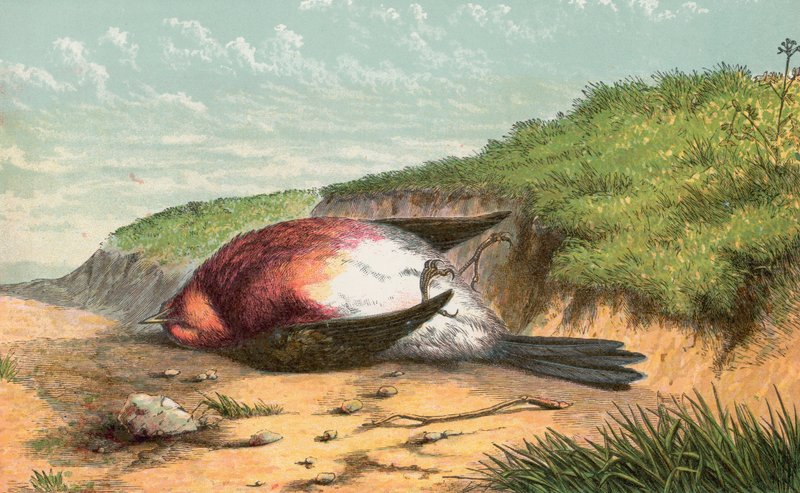 Død robin af English School