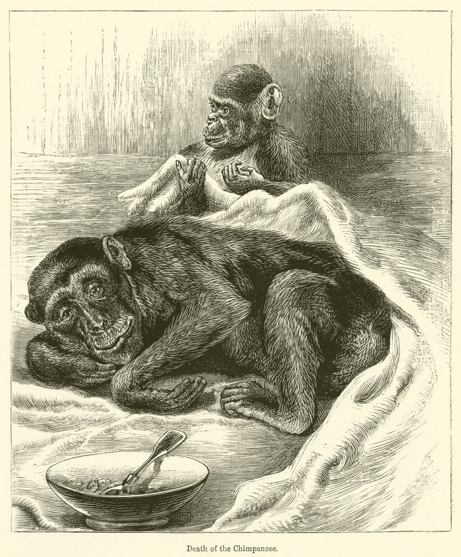 Chimpansens død (gravering) af English School