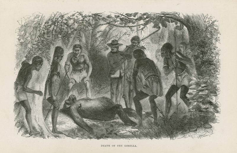 Gorillaens død af English School