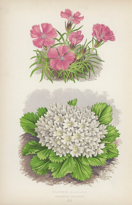 Dianthus Glacialis; Primula Nivalis (farvelitografi) af English School