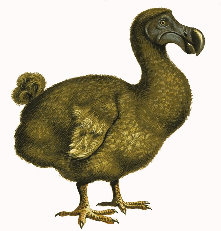 Dodo af English School