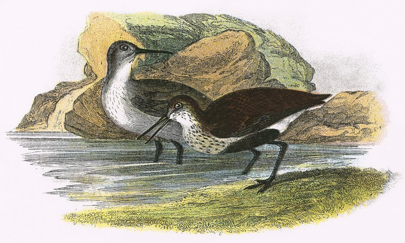Dunlin af English School