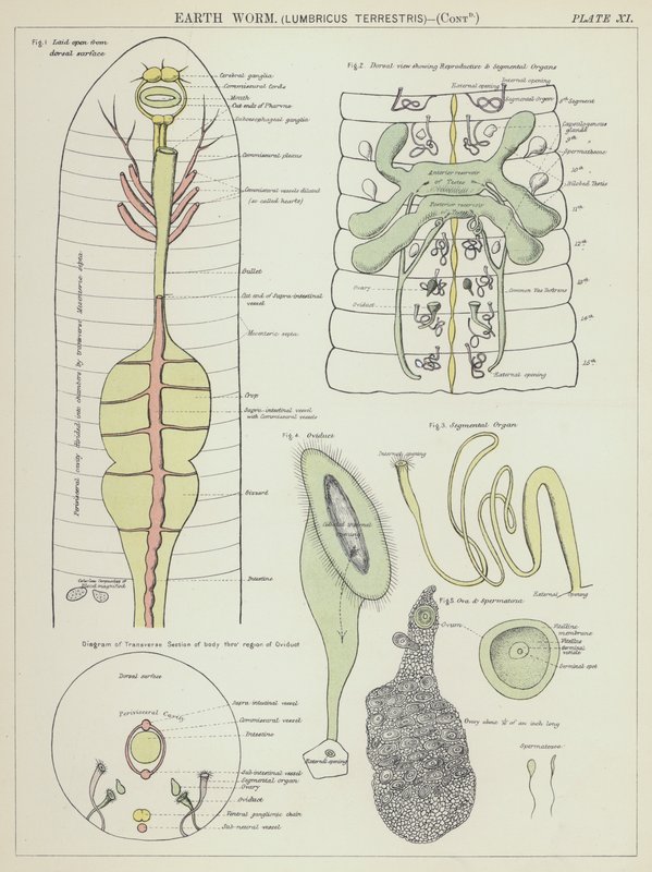 Regnorm, Lumbricus Terrestris (farvelitografi) af English School