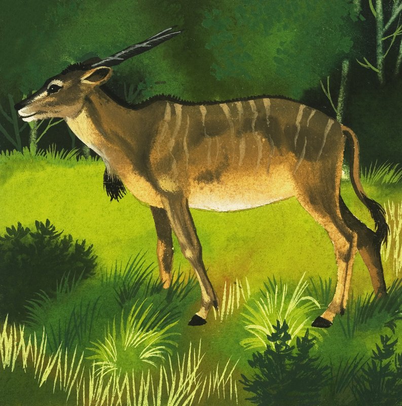 Eland antilope af English School