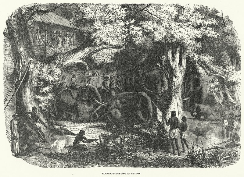 Elefantjagt på Ceylon (gravering) af English School