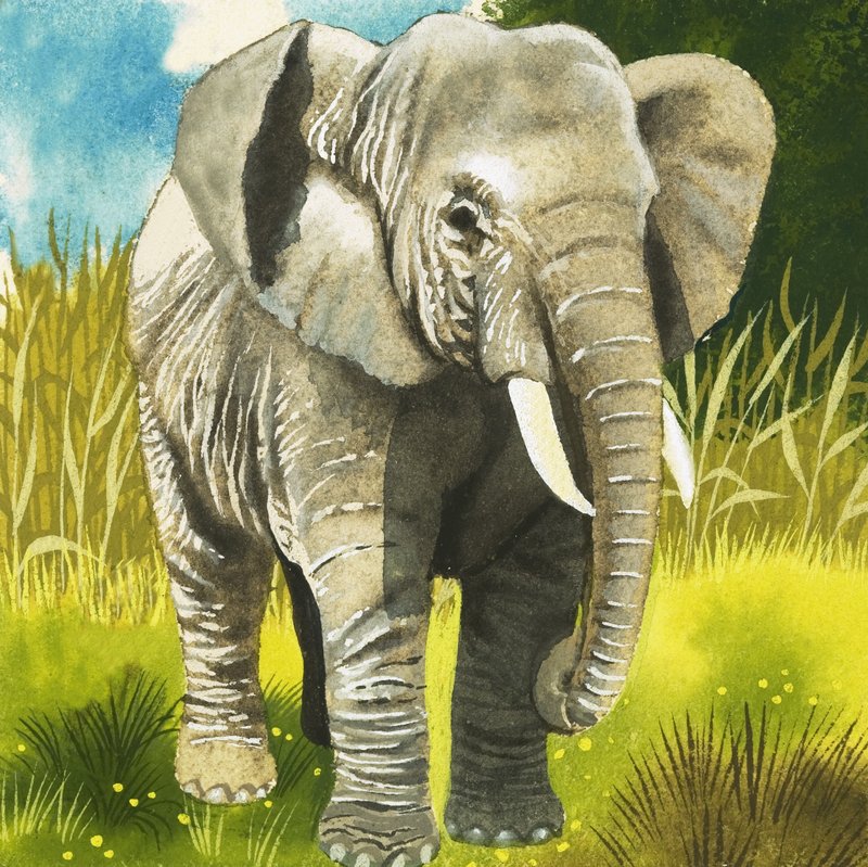Elefant af English School
