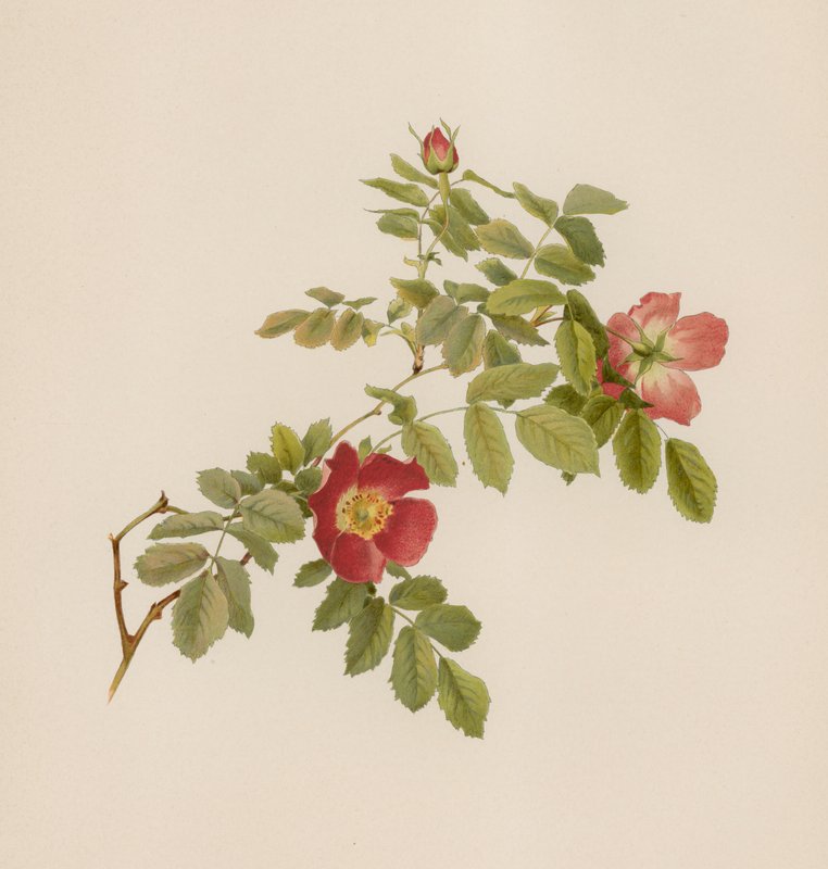 Engelsk Rose af English School