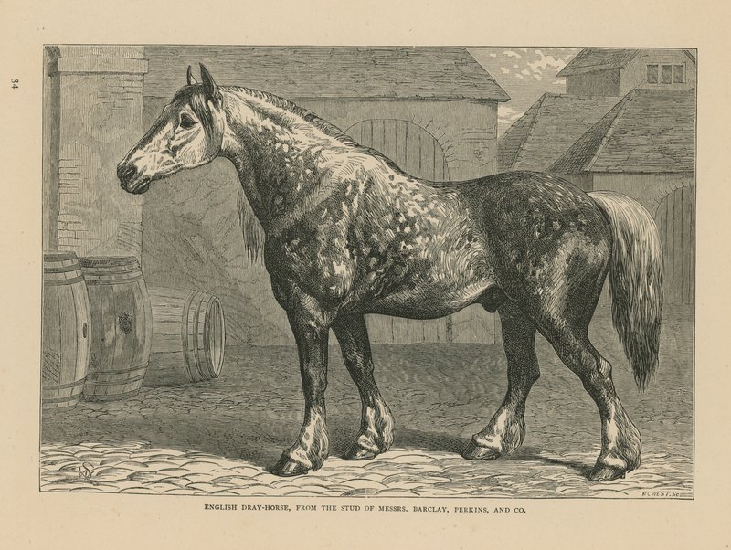 Engelsk dray-hest af English School