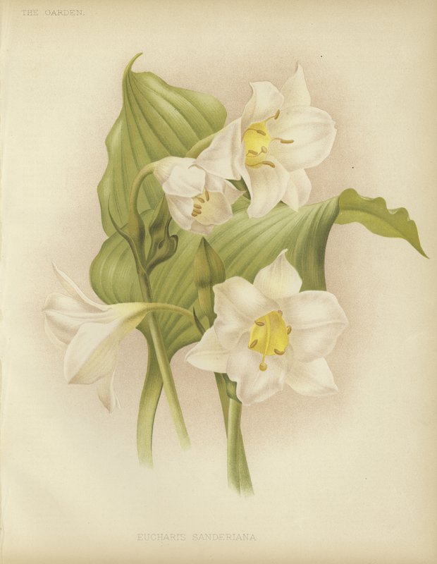 Eucharis sanderiana af English School
