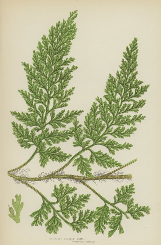 Europæisk børstebregne (farve litho) af English School