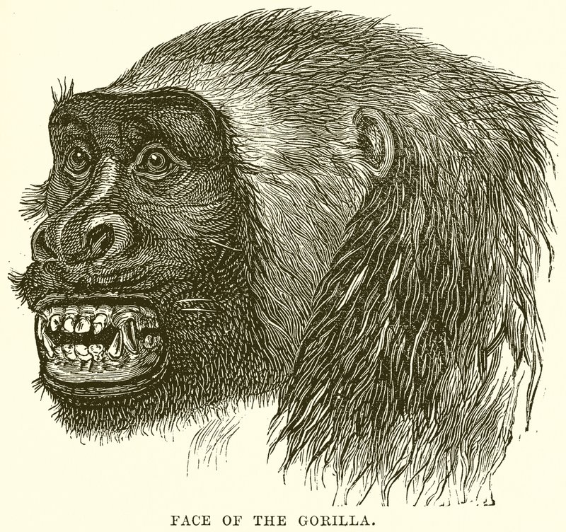 Gorillaens ansigt af English School