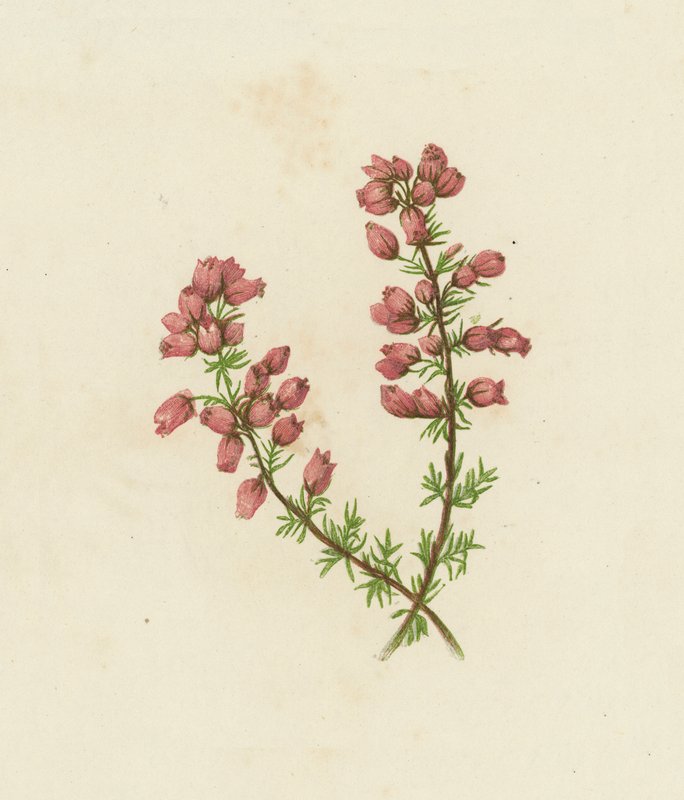 Finbladet hede, Erica Cinerea (farvelitografi) af English School